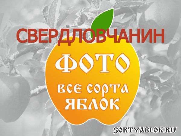 СОРТ ЯБЛОК СВЕРДЛОВЧАНИН. ФОТО